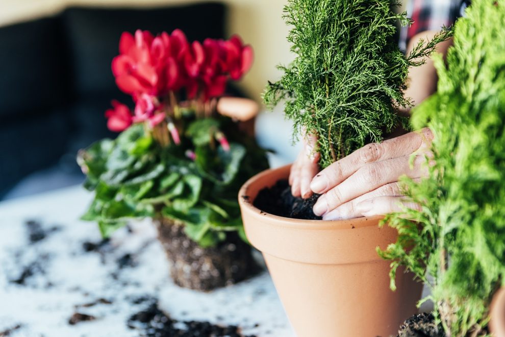 ¿Qué hacer con los restos de los pellets? ¡No tires la ceniza!